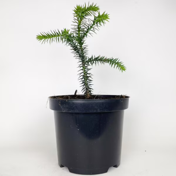 Araukaria chilijska- małpie drzewo (Araucaria araucana) 25-30cm