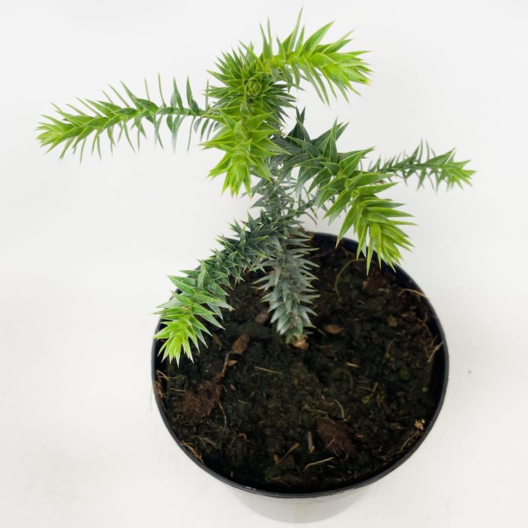 Araukaria chilijska- małpie drzewo (Araucaria araucana) 30cm