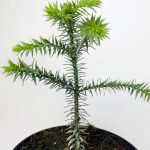 Araukaria chilijska- małpie drzewo (Araucaria araucana) 30cm