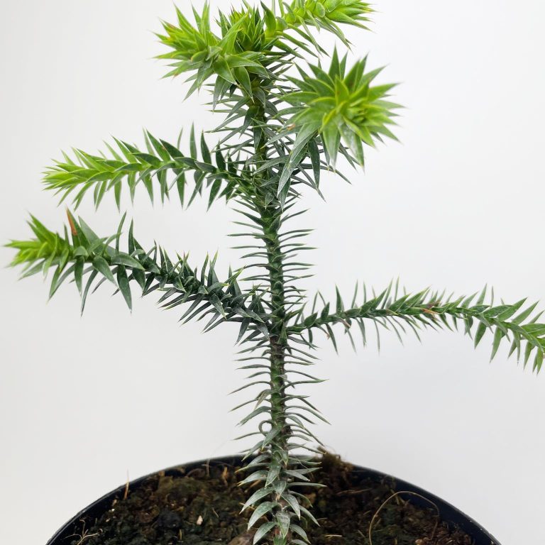 Araukaria chilijska- małpie drzewo (Araucaria araucana) 30cm