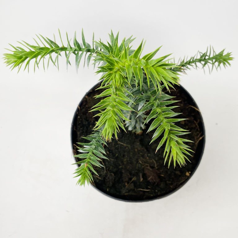 Araukaria chilijska- małpie drzewo (Araucaria araucana) 30cm