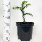 Araukaria chilijska- małpie drzewo (Araucaria araucana) 30cm