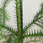 Araukaria wyniosła (Araucaria heterophylla) 95cm