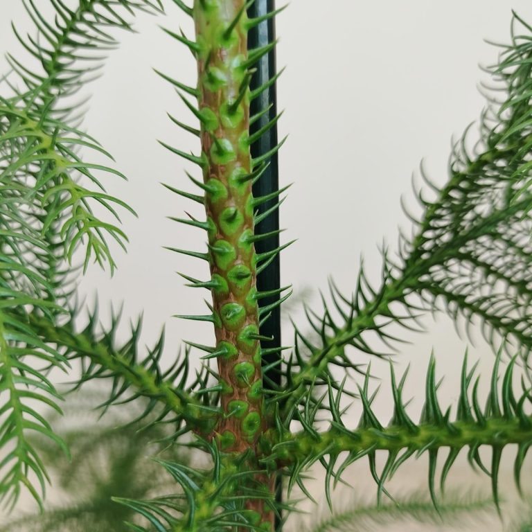 Araukaria wyniosła (Araucaria heterophylla) 95cm