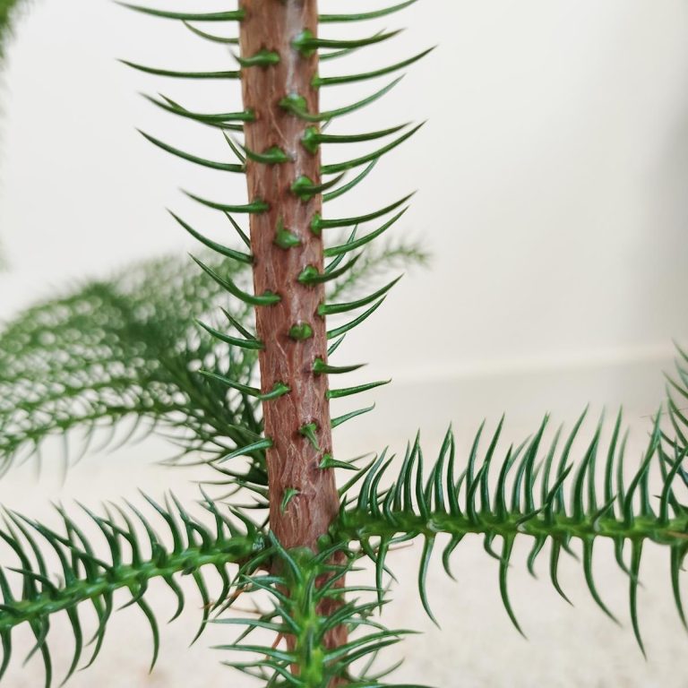 Araukaria wyniosła (Araucaria heterophylla) 95cm
