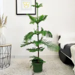 Araukaria wyniosła (Araucaria heterophylla) 95cm