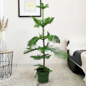 Araukaria wyniosła (Araucaria heterophylla) 95cm