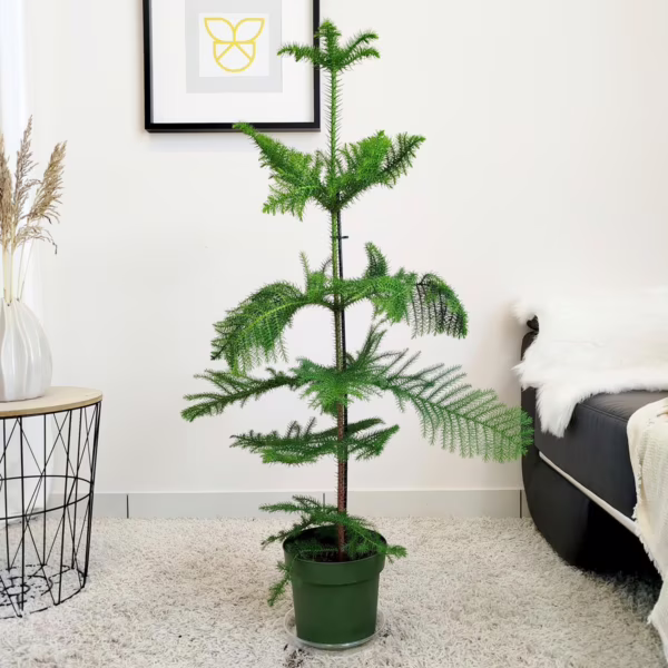 Araukaria wyniosła (Araucaria heterophylla) 90-100cm