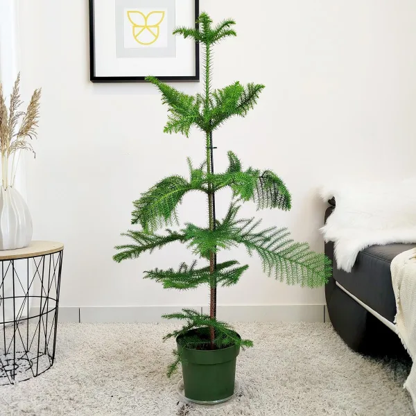 Araukaria wyniosła (Araucaria heterophylla) 95cm