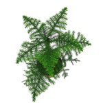 Araukaria wyniosła (Araucaria heterophylla) 60cm