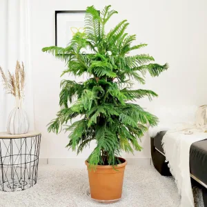 Araukaria wyniosła (Araucaria heterophylla) 180cm