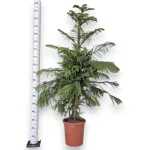 Araukaria wyniosła (Araucaria heterophylla) 180cm