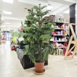 Araukaria wyniosła (Araucaria heterophylla) 180cm