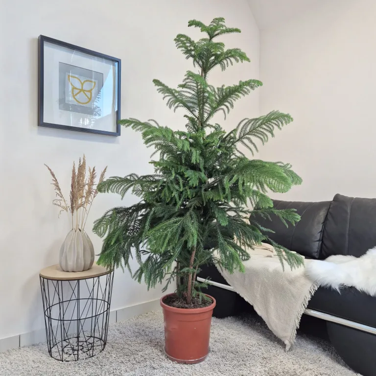 Araukaria wyniosła (Araucaria heterophylla) 180cm