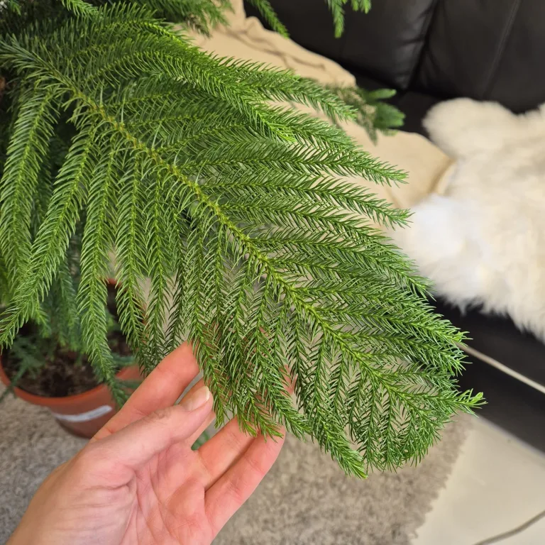 Araukaria wyniosła (Araucaria heterophylla) 180cm