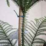 Araukaria wyniosła (Araucaria heterophylla) 180cm