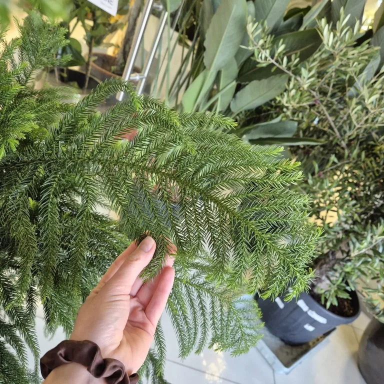 Araukaria wyniosła (Araucaria heterophylla) 180cm