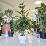 Araukaria wyniosła (Araucaria heterophylla) 180cm