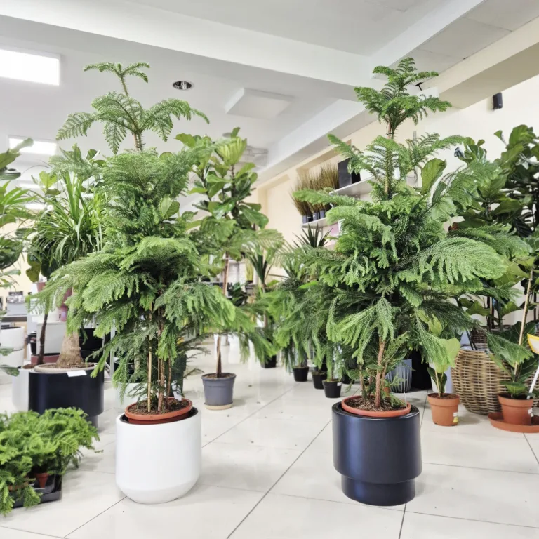 Araukaria wyniosła (Araucaria heterophylla) 180cm