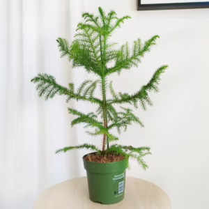 Araukaria wyniosła (Araucaria heterophylla) 50-60cm