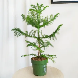 Araukaria wyniosła (Araucaria heterophylla) 60cm