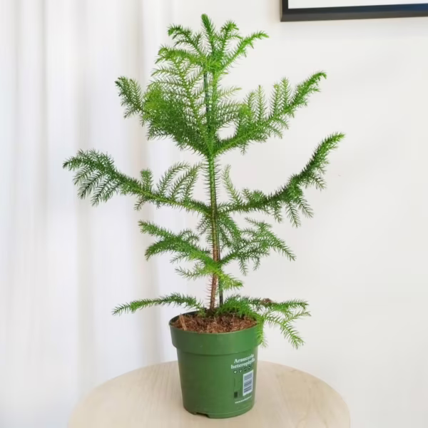 Araukaria wyniosła (Araucaria heterophylla) 50-60cm