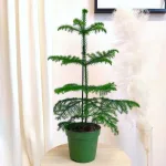 Araukaria wyniosła (Araucaria heterophylla) 60cm