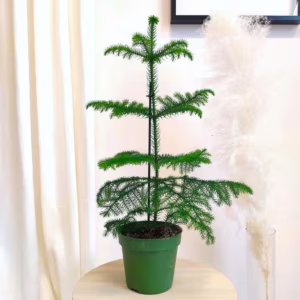 Araukaria wyniosła (Araucaria heterophylla) 60-65cm