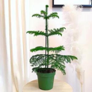 Araukaria wyniosła (Araucaria heterophylla) 60cm