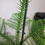 Araukaria wyniosła (Araucaria heterophylla) 95cm