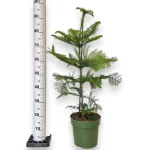 Araukaria wyniosła (Araucaria heterophylla) 95cm