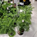 Araukaria wyniosła (Araucaria heterophylla) 95cm