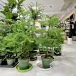 Araukaria wyniosła (Araucaria heterophylla) 95cm