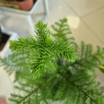 Araukaria wyniosła (Araucaria heterophylla) 95cm
