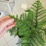 Araukaria wyniosła (Araucaria heterophylla) 95cm