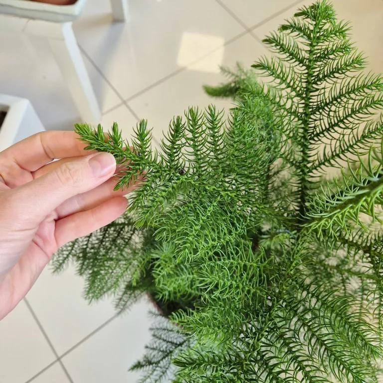Araukaria wyniosła (Araucaria heterophylla) 95cm