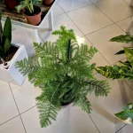 Araukaria wyniosła (Araucaria heterophylla) 95cm