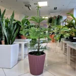 Araukaria wyniosła (Araucaria heterophylla) 95cm