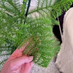 Araukaria wyniosła (Araucaria heterophylla) 95cm