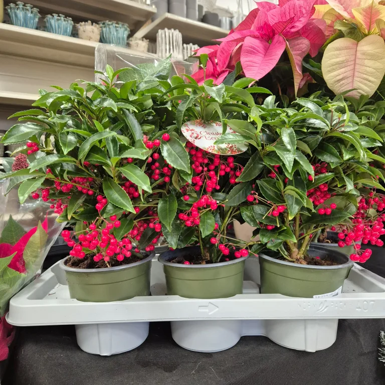 Ardizja drzewiasta (Ardisia crenata 'Bos Premium') 35cm