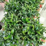 Ardizja drzewiasta (Ardisia crenata 'Bos Premium') 35cm