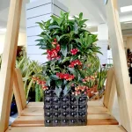 Ardizja drzewiasta (Ardisia crenata 'Bos Premium') 35cm