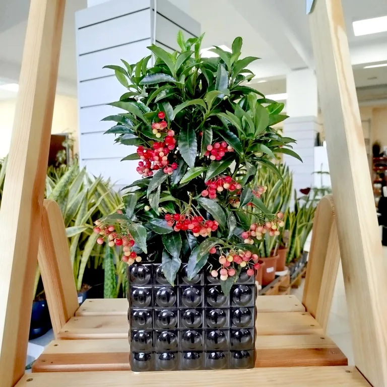 Ardizja drzewiasta (Ardisia crenata 'Bos Premium') 35cm