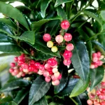 Ardizja drzewiasta (Ardisia crenata 'Bos Premium') 35cm