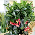 Ardizja drzewiasta (Ardisia crenata 'Bos Premium') 35cm