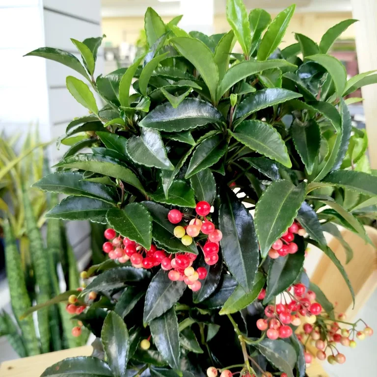 Ardizja drzewiasta (Ardisia crenata 'Bos Premium') 35cm
