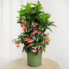 Ardizja drzewiasta (Ardisia crenata 'Bos Premium’) 35cm