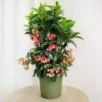 Ardizja drzewiasta (Ardisia crenata 'Bos Premium') 35cm