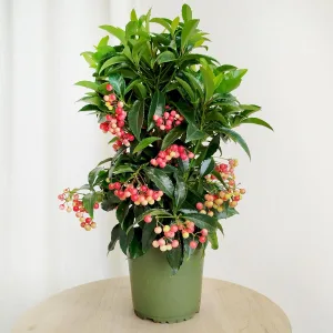 Ardizja drzewiasta (Ardisia crenata 'Bos Premium') 35cm