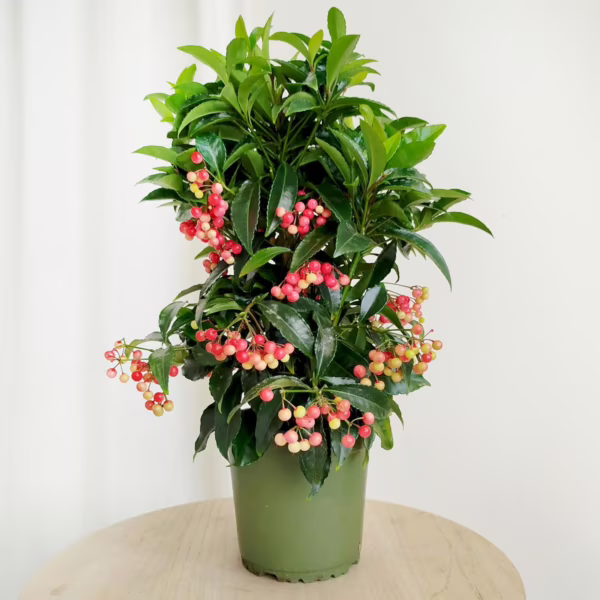Ardizja drzewiasta (Ardisia crenata 'Bos Premium') 35cm